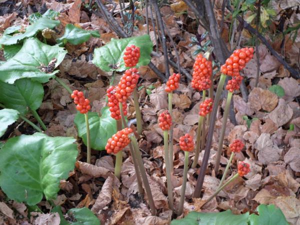 Arum maculatum or cuckoopint plant