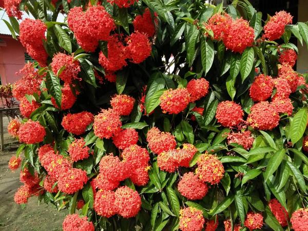 Asoka Flower