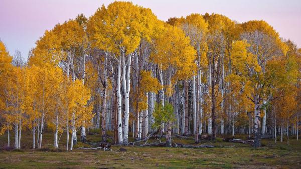 Tall Aspen Tree