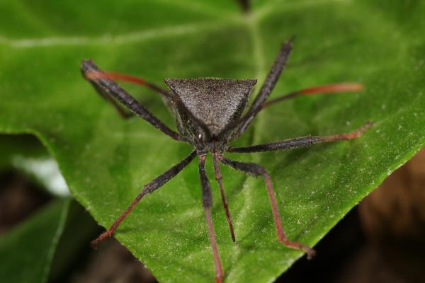 Assassin Bug on a green leaf