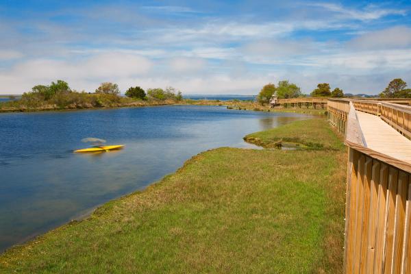 Assateague Island Marsh