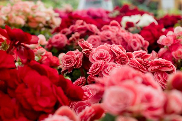 Assorted Varieties of Flowers