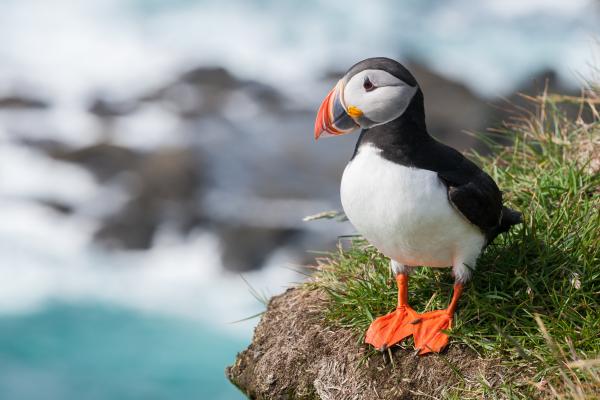 Atlantic Puffins