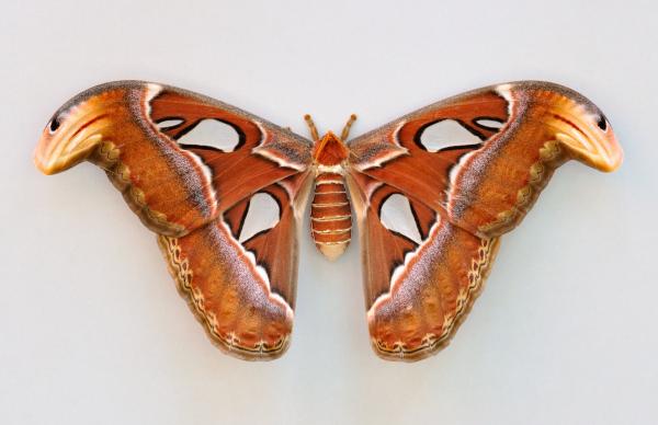 Atlas Silkworm