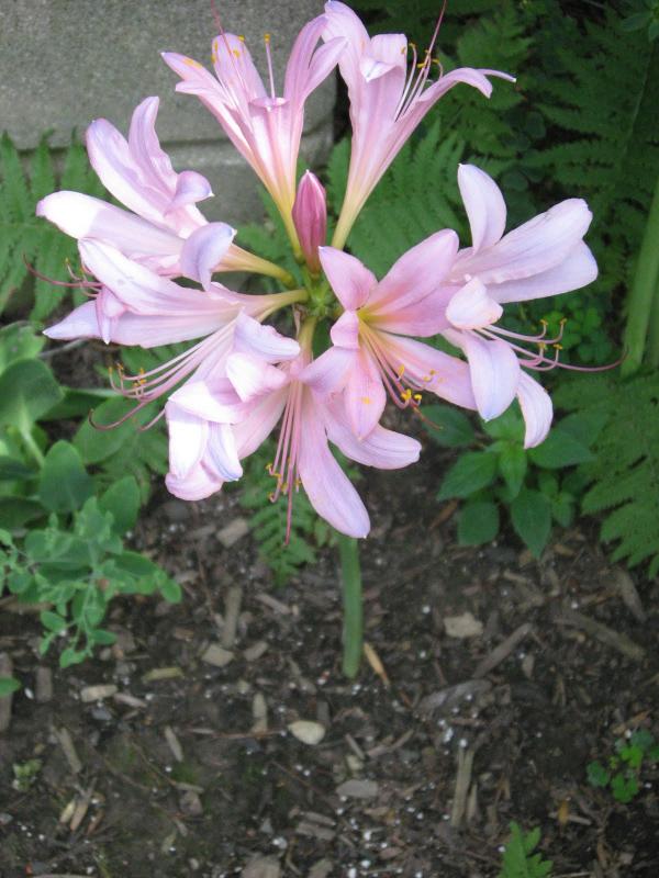 August Lily