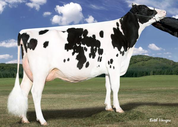 Australian Cow
