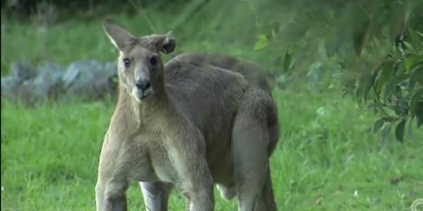 Australian Kangaroo