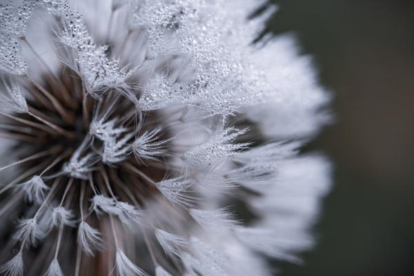 Auto Focus Photography of White Flower