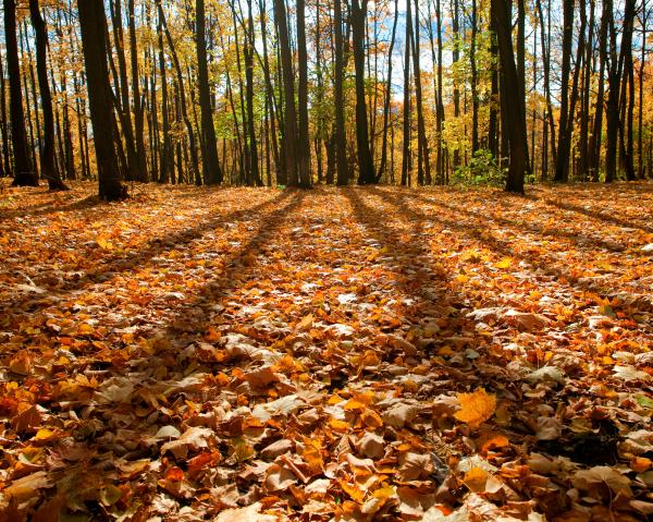 autumn