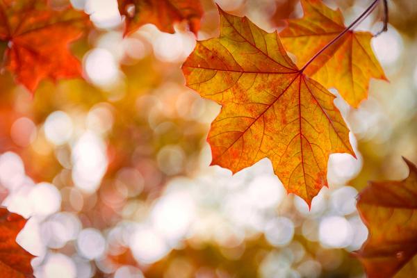 Autumn