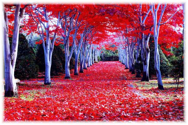Autumn Leaves
