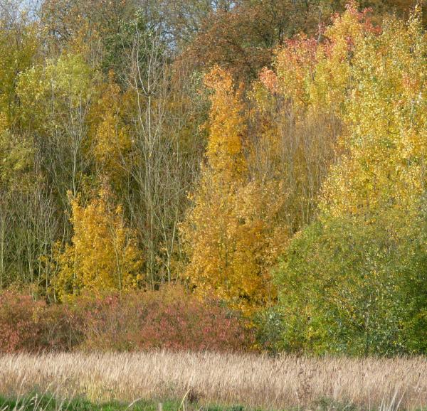 Autumn