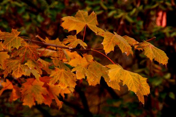Autumn