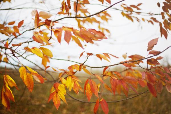 Autumn