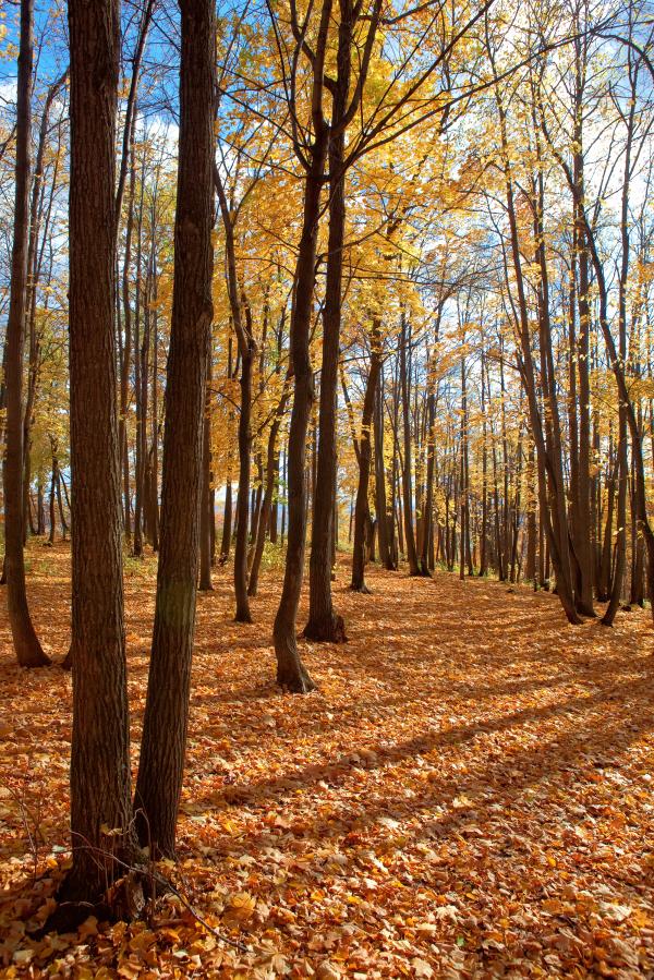 autumn