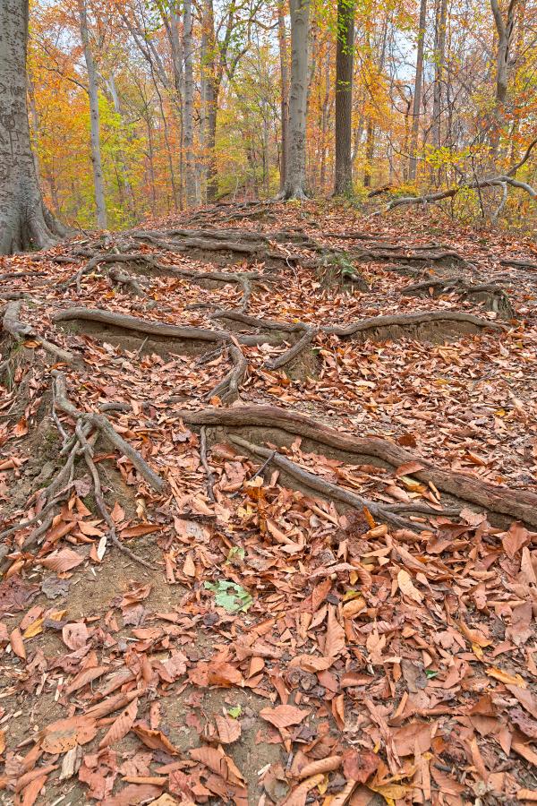 Autumn Avalon Trail - HDR