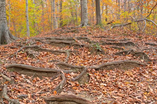 Autumn Avalon Trail - HDR