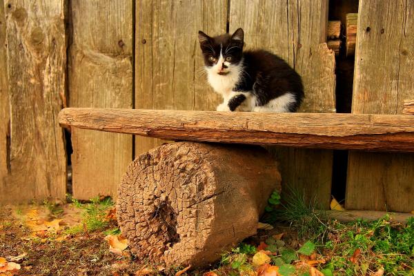 Autumn cat 2
