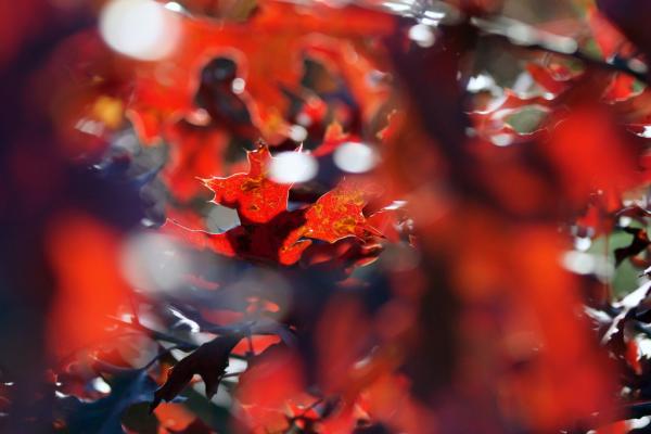 Autumn colors