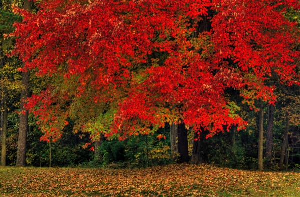 Autumn colors