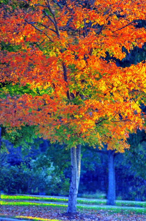 Autumn colors