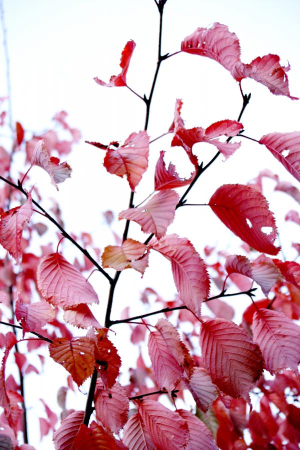 Autumn colors