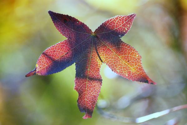 Autumn colors