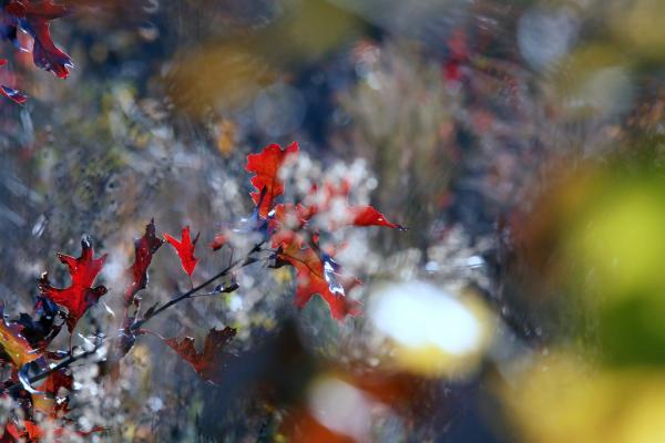 Autumn colors