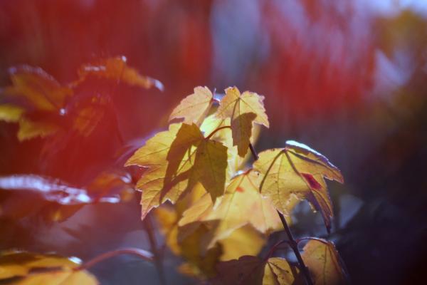 Autumn colors