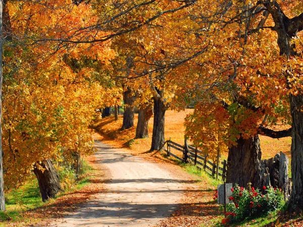 Autumn flowers path