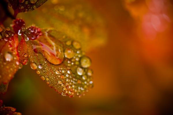 Autumn Foliage with Droplets
