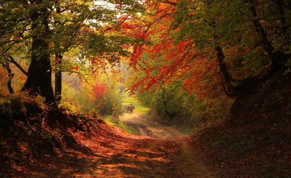 Autumn Forest