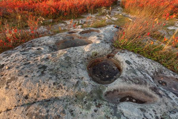 Autumn Huckleberry Fossil - HDR
