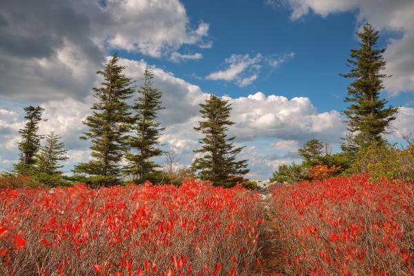 Autumn Huckleberry Wonderland - HDR