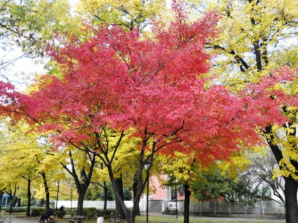 Autumn in the park