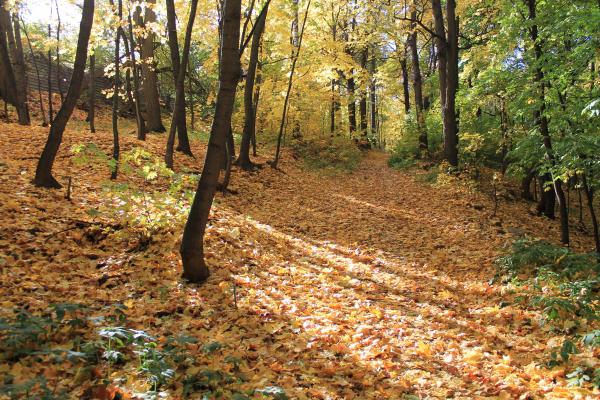Autumn in the Woods