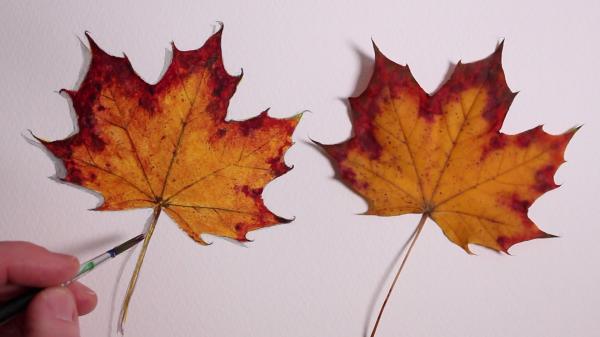 Fall leaves