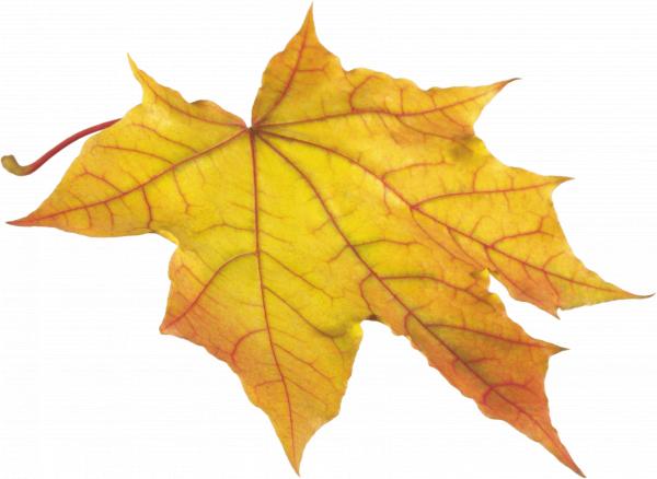 Yellow Autumn Leaves