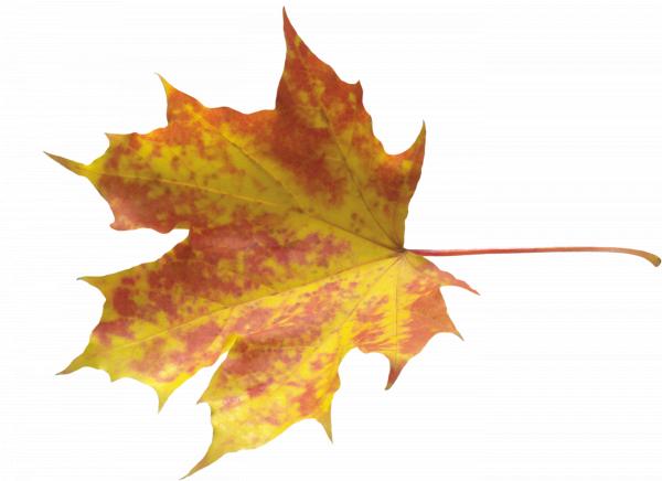 Autumn leaf