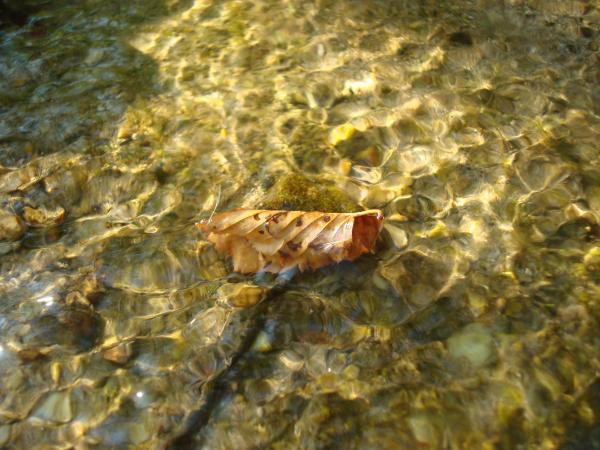 Autumn leaf fallen in water