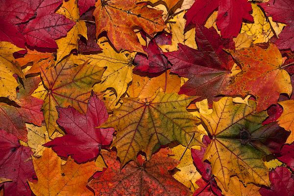 October leaves