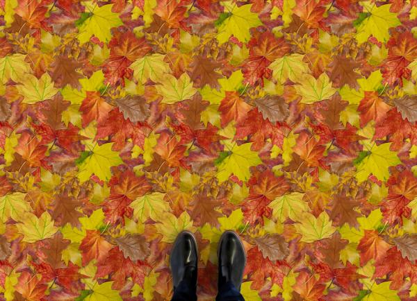 Yellow Autumn Leaves