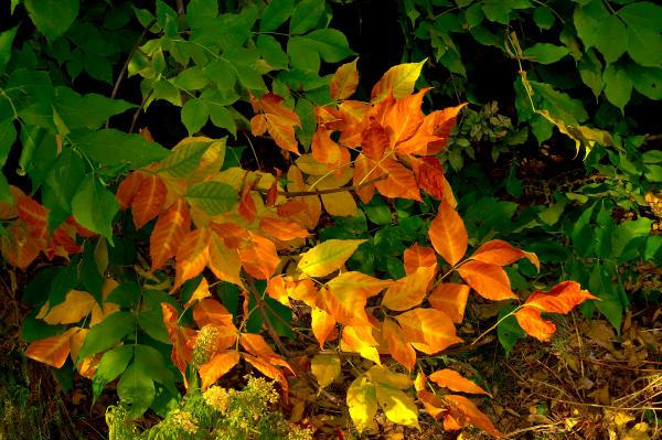 Autumn Leaves
