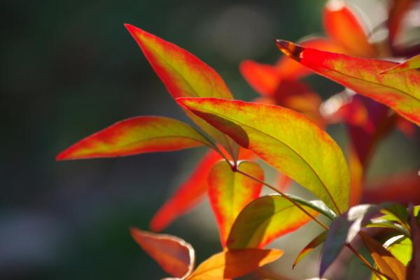 Autumn leaves