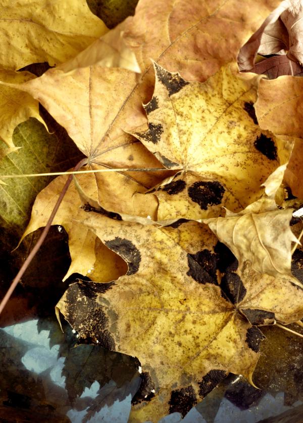 autumn leaves