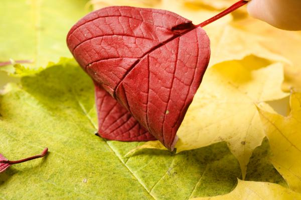 autumn leaves