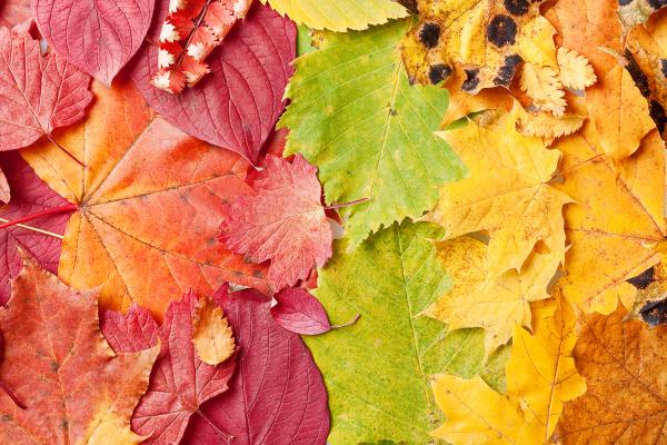 Autumn Leaves Background