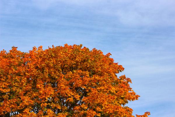 Autumn Leaves in Ontario