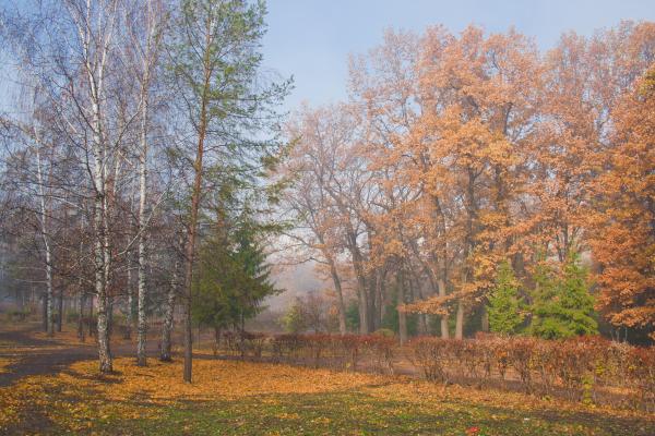 autumn park