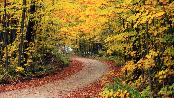 autumn scene